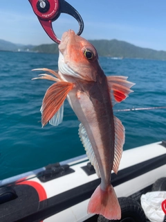 カナガシラの釣果