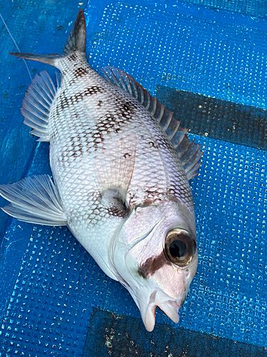 メイチダイの釣果