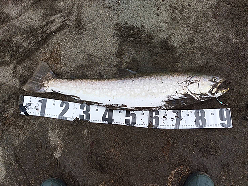 アメマスの釣果