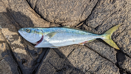 イナダの釣果