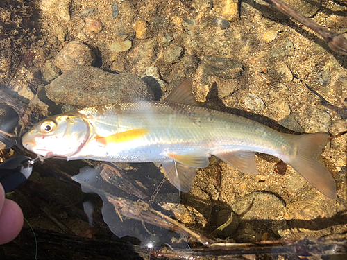 アブラハヤの釣果