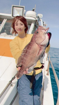 マハタの釣果