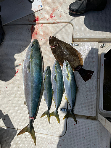 ワラサの釣果