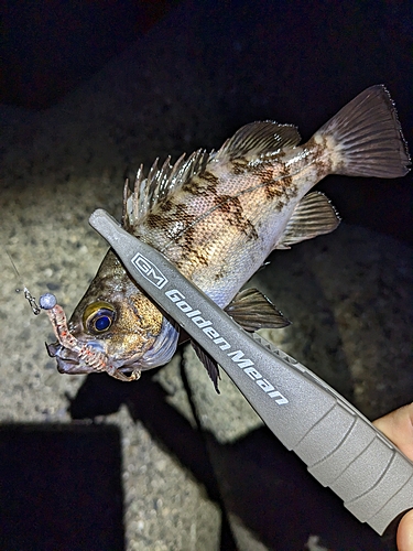 メバルの釣果