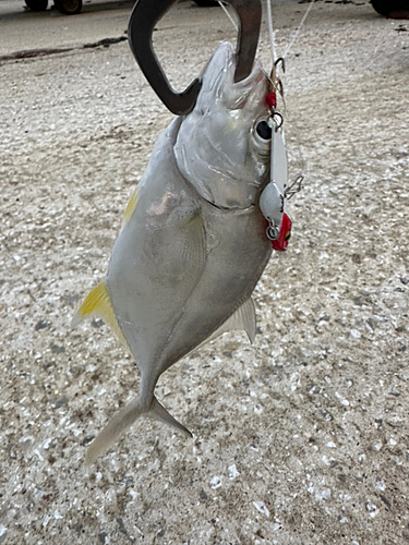 メッキの釣果