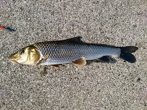 ニゴイの釣果