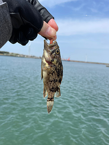 クロソイの釣果