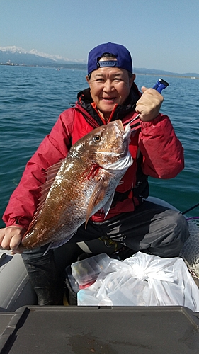 マダイの釣果