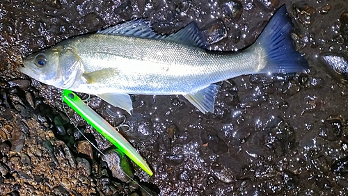 セイゴ（マルスズキ）の釣果