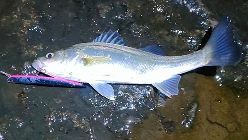 セイゴ（マルスズキ）の釣果