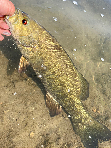 スモールマウスバスの釣果