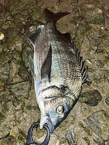 クロダイの釣果