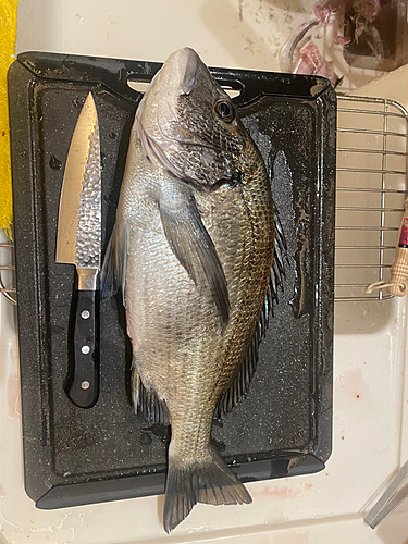 クロダイの釣果