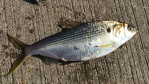 コノシロの釣果