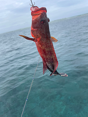 ニジハタの釣果