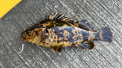 ベッコウゾイの釣果