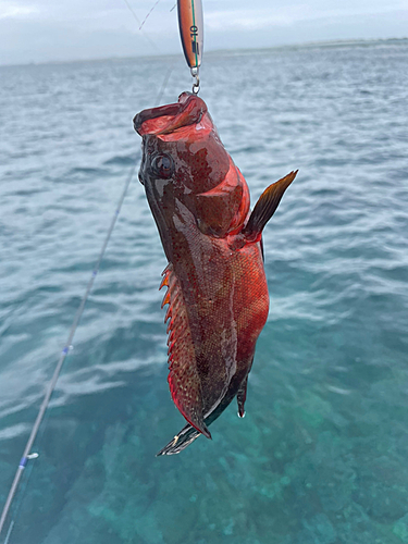 ニジハタの釣果