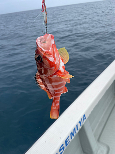 アカハタの釣果