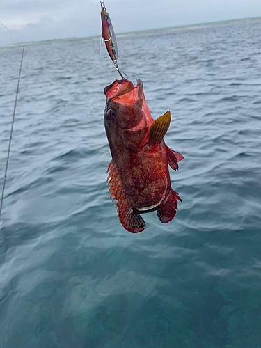 ニジハタの釣果