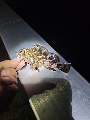 カサゴの釣果