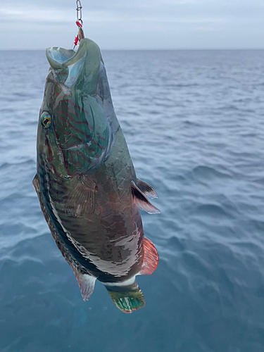 ベラの釣果