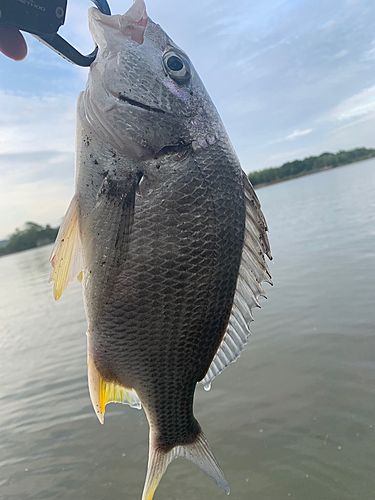 キビレの釣果