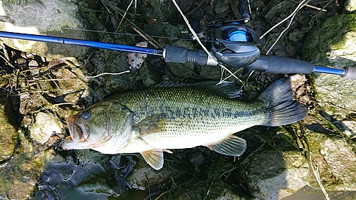 ラージマウスバスの釣果