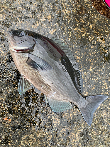 オナガグレの釣果