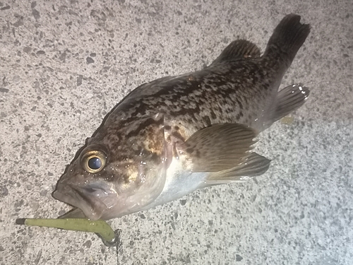 クロソイの釣果