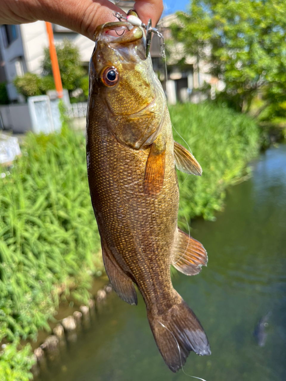 スモールマウスバス