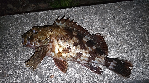 カサゴの釣果