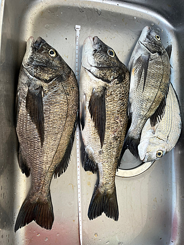 クロダイの釣果