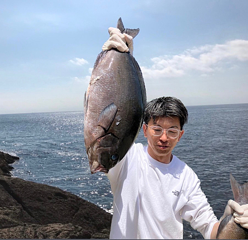 オナガグレの釣果