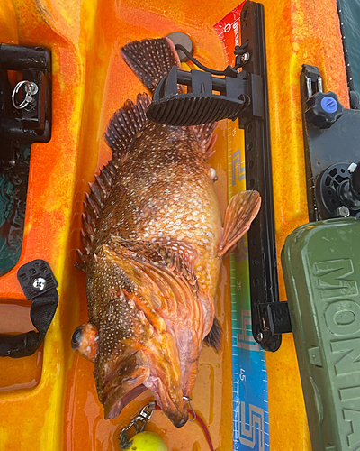 ウッカリカサゴの釣果