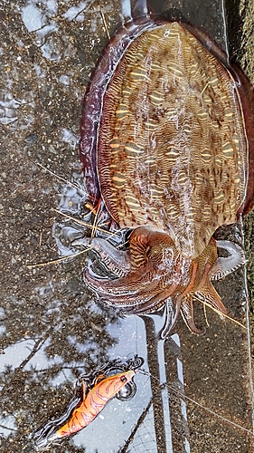 コウイカの釣果