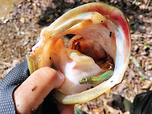 ブラックバスの釣果