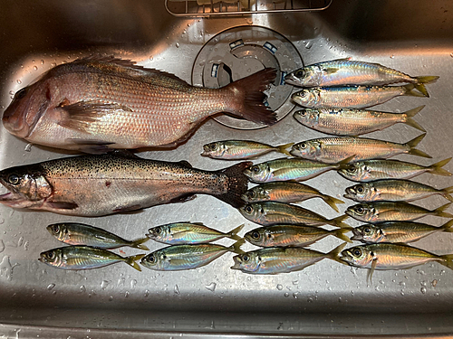 マダイの釣果