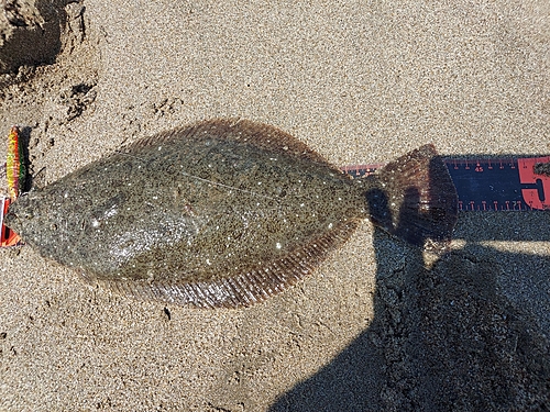 ヒラメの釣果