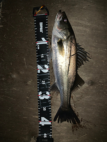 シーバスの釣果