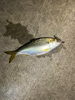 コノシロの釣果