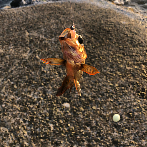 シロメバルの釣果