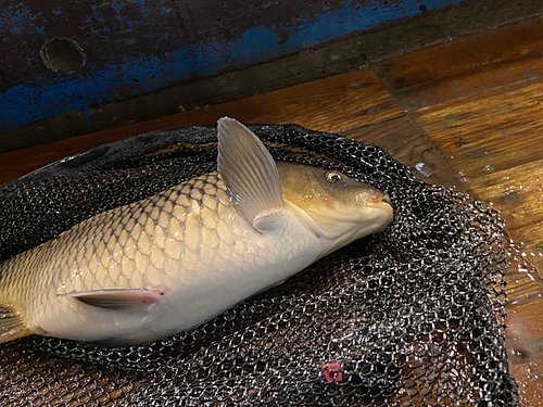 コイの釣果