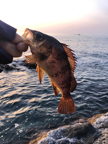 シロメバルの釣果