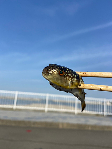 クサフグの釣果