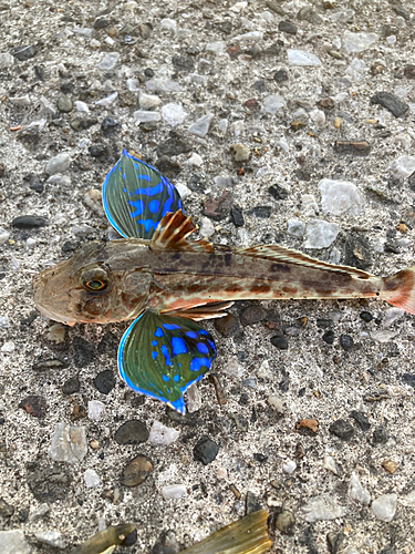 ホウボウの釣果