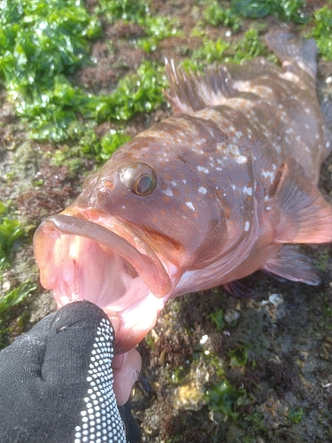 キジハタの釣果