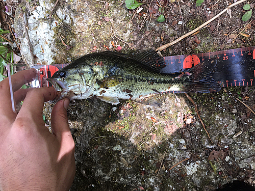 ラージマウスバスの釣果