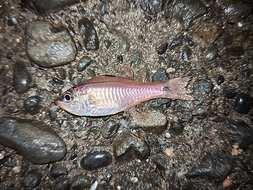 ネンブツダイの釣果