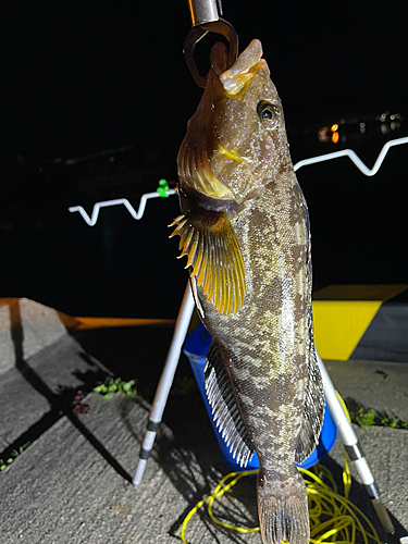 アイナメの釣果