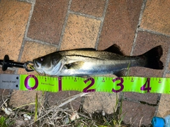 シーバスの釣果